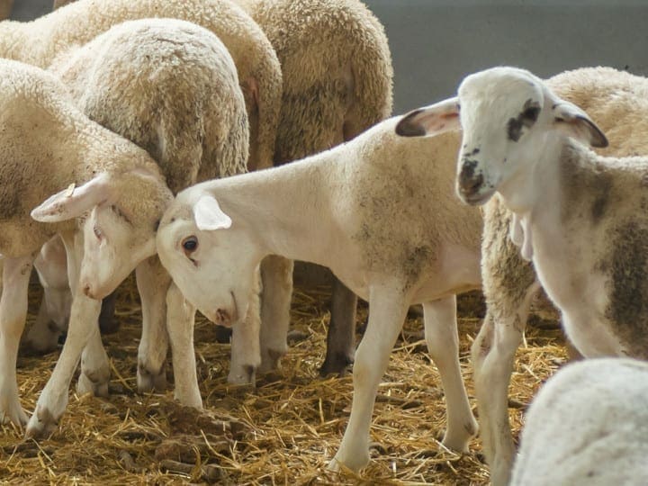 halal mutton suppliers