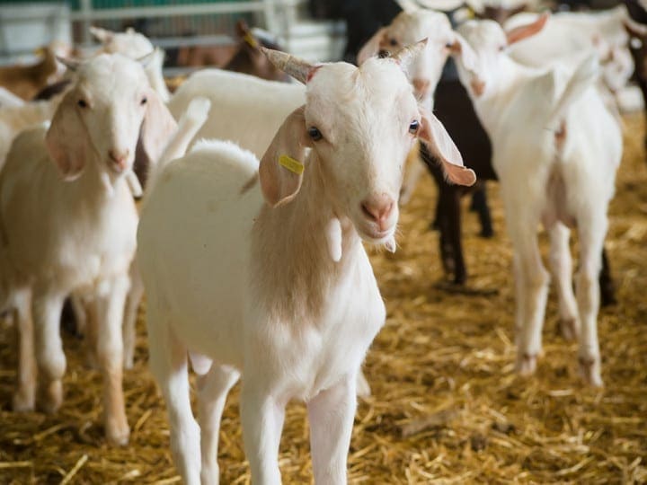 halal mutton suppliers